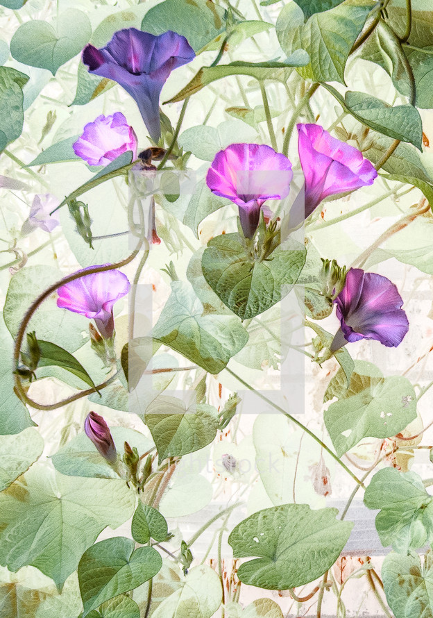 morning glories with unique tonal effect