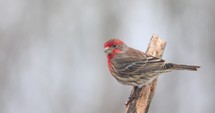 4K House Finch Male On A Snowy Day
