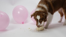 Austrailian Shepard dog eats cake for 1st birthday - close up