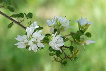 spring blossoms on a branch with blurred green background