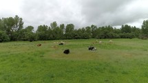 Cows are grazed on a meadow
