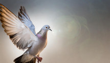 Dove / Pigeon In Flight 