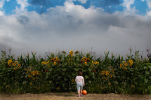 girl approaching a sunflower field and pumpkin 