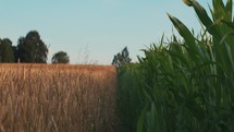 Wheat and corn field. Symmetrical landscape video, summer harvest farming crop footage