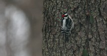 Downy Woodpecker On A Snowy Day