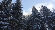 Snow Covered Pine Trees Under Blue Cloudy Sky - panning, low angle