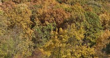 Bright Autumnal Foliage At Dense Forest Near Countryside During Fall Season. Static, Closeup