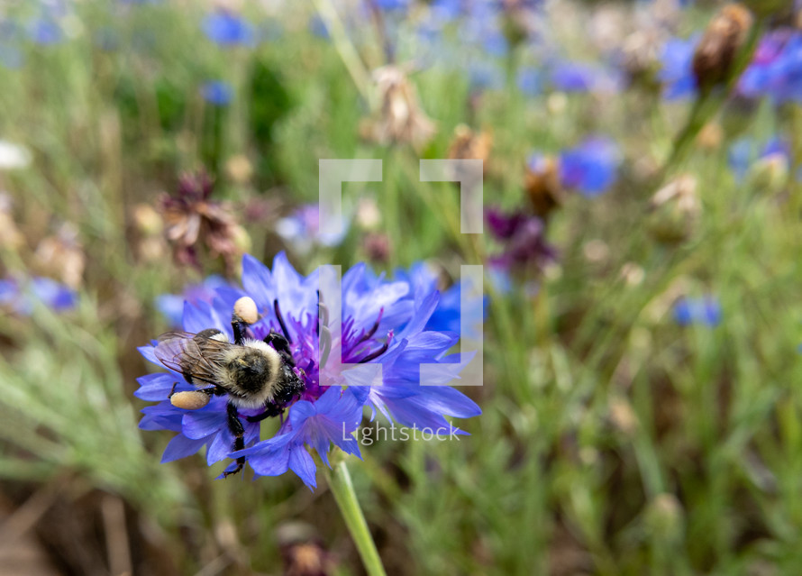  bee collecting pollen with heavily laden legs - on a cornflower blossom in summer, with soft blurred garden surroundings
