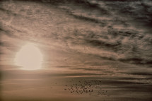 flock of birds in the sky at sunset 
