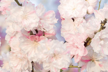 soft pink and white tree blossoms with bokeh background