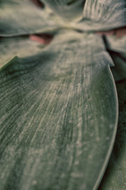 closeup of a leaf 