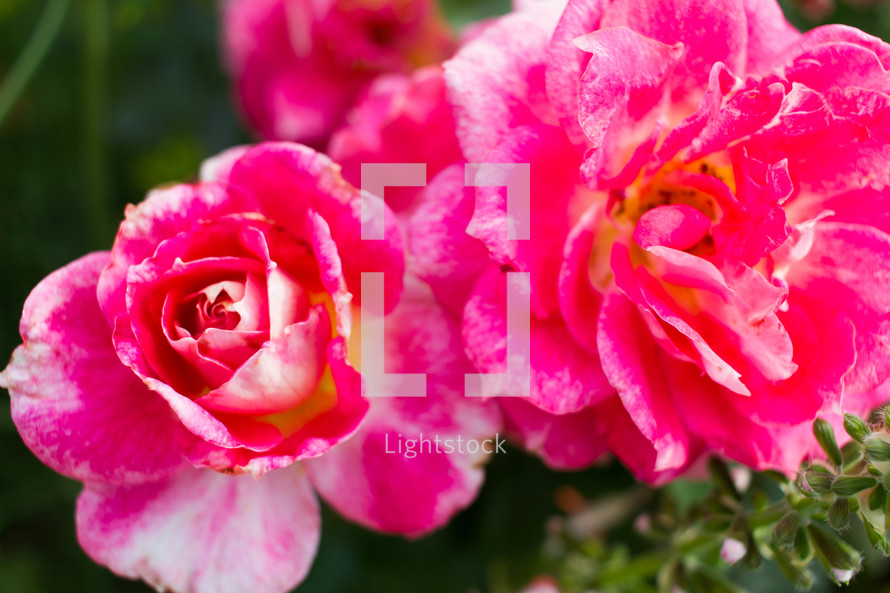 fuchsia roses 