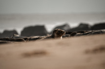 Young grey seal pup on a beach