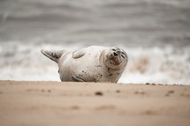 Young grey seal pup on a beach