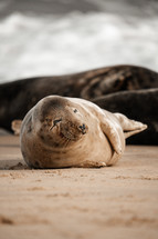 Young grey seal pup on a beach