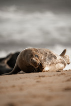 Young grey seal pup on a beach