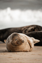 Young grey seal pup on a beach