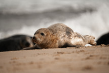 Young grey seal pup on a beach