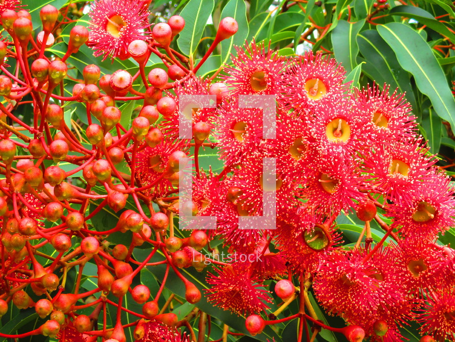 red gum blossoms 
