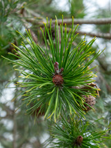 Green Pine Needles with Baby Pine Cone