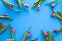 blue background pink tulips 
