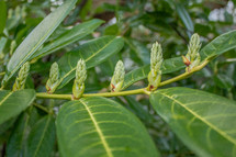 An Array of Green Cherry Laurel Buds With Green Leaves