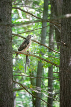 Red Tailed hawk sitting in tree with hunted grey squirrel hanging from talons