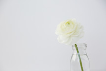white flower in a clear vase