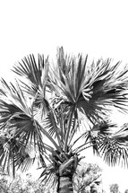 top of a palm tree in black and white 
