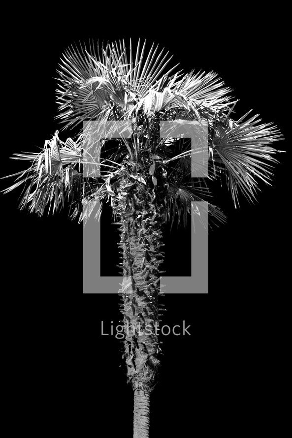 palm tree in black and white 