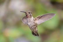 Hummingbird in flight 