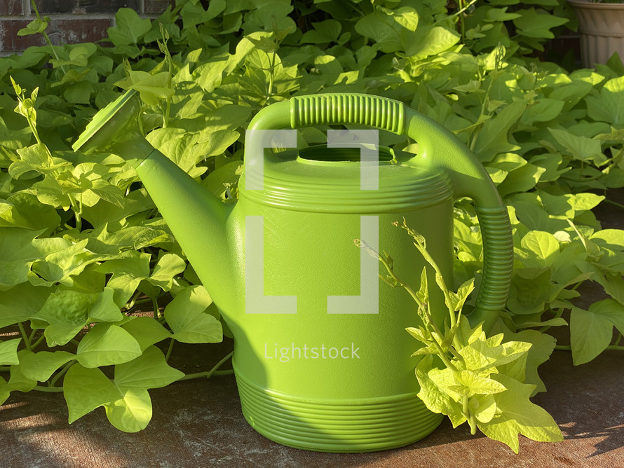 garden closeup - bright chartreuse watering can and sweet potato vines in sunshine