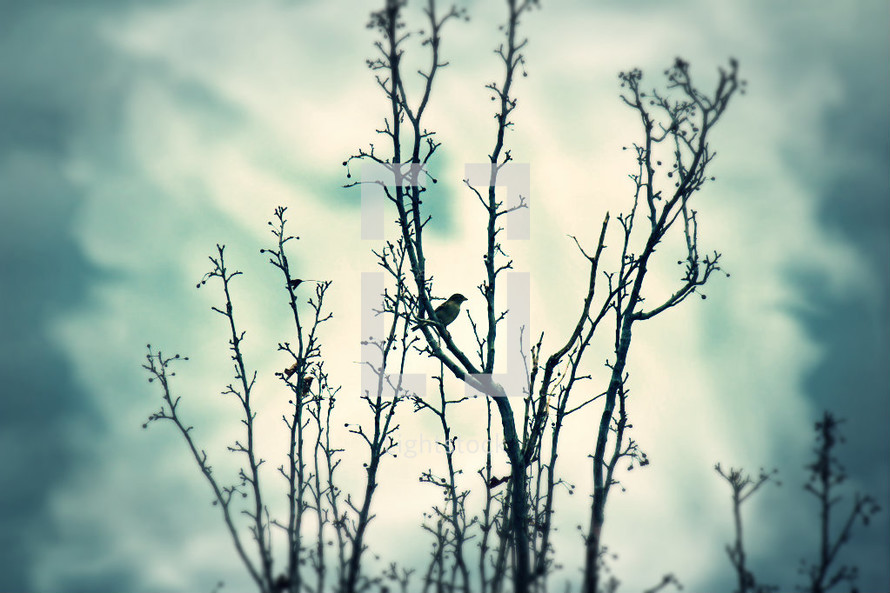 birds in a leafless winter tree