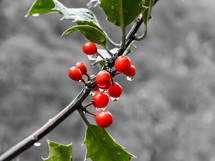Red Holly Berries and Green Leaves on Black and White