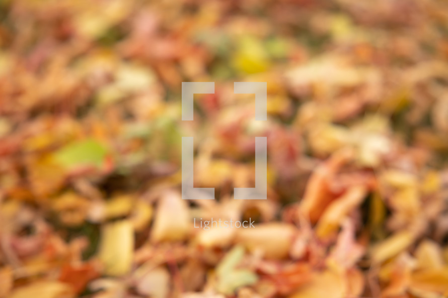 defocused autumn leaf background.