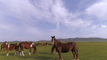 Horses in Steppe