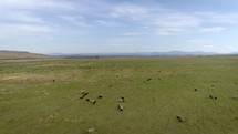 Steppe with Sheep