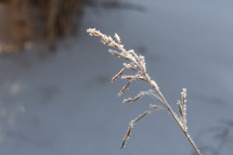 sunlight through frosty grass seeds 