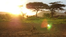 chicken in a Maasai village at sunset 