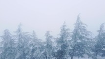 Frozen spruce trees in the fog