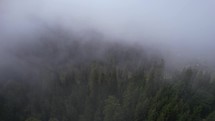 Foggy spruce forest in the mountains