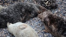 White Grey Seal Fighting Brown Grey Seal and Sleeping on a Beach, County Wicklow, Ireland