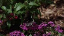 Butterfly in summer nature on flower in cinematic slow motion.