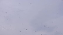 A sky full of birds. Birds flying on a cloudy sky in all directions. Seagull families