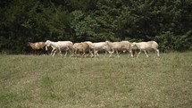 Flock of sheep grazing in a green pasture on a happy, warm summer day in cinematic slow motion.