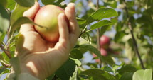 Grabbing apple off tree - slow motion