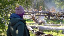 Woman tourist watching resting wild elk at Yellowstone national park. Summer vacation animal watch