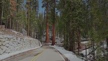 Giant Sequoias in National Park