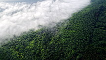 Aerial drone view of beautiful mountain forest during misty early morning after rain. Magical fog in ravine. Nature background, calmness, solitude, beauty of earth, topography concept. High quality 4k