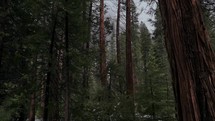 Trees in Yosemite Valley